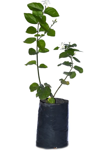 Tüplü, Kokulu Ful Yasemin Çiçeği Fidanı 60-80 cm