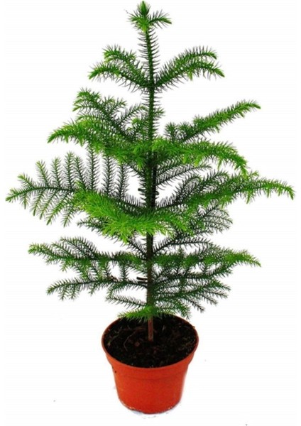 Salon Çamı Arokarya Araucaria 60-80 cm (Ev Bitkisi Ofis Bitkisi Salon Bitkisi)