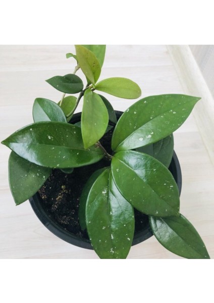 Mum Çiçeği Beyaz Renk (Hoya Carnosa) Kokulu 1.kalite fiyatları