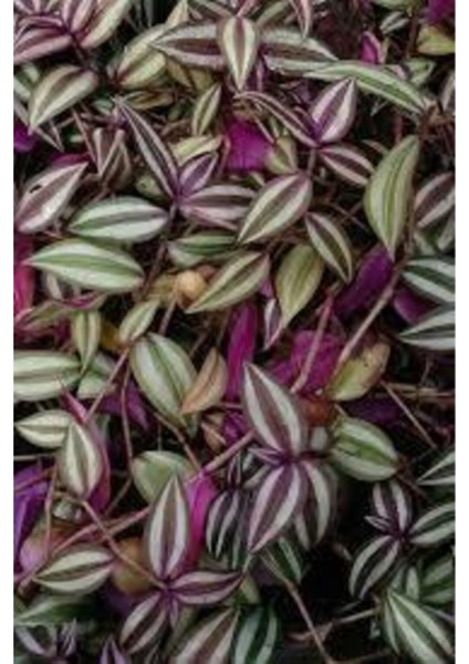 Tradescantia Zebrina (Telgraf) Çiçeği