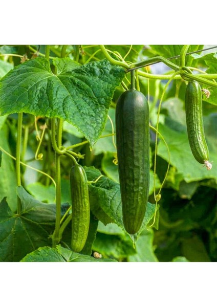 Hızlı Büyüyen Sırık Salatalık Fidesi-5 Adet