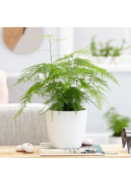 Asparagus Salon Bitkisi