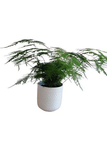 Asparagus Salon Bitkisi indirimleri