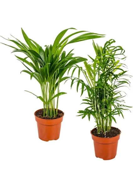 Serada Decor Plant Areka & Dağ Palmiyesi Set 2 Adet 15-30 cm