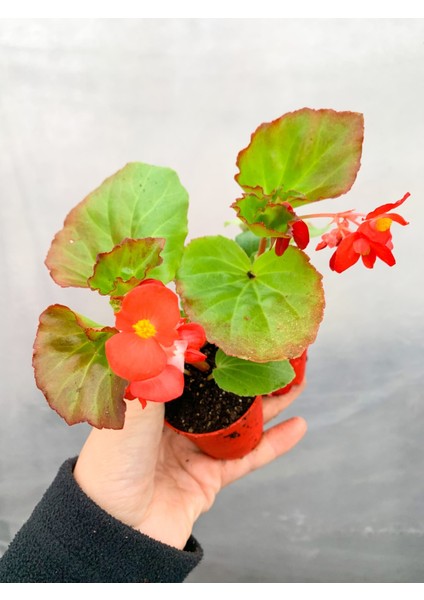 2 Adet Karışık Renk Şeker Begonya Begonia Semperflorens fiyatları