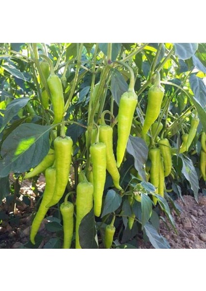 Çarliston Biber Fidesi (Kokteyl) F1 1. Kalite 5 Adet Bol Verimli fiyatları