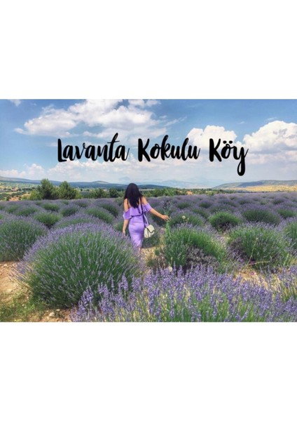 Bahçe Tipi Lavanta Fidanı 3 Adet 15-25 cm Intermedia fırsatları