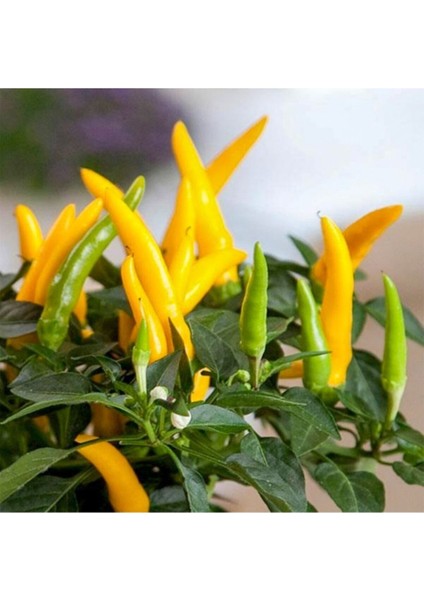 Sarı Yediveren Süs Biber Fidesi-5 Adet Bol Verimli