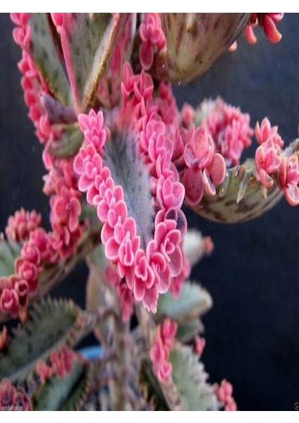 Pembe Aşkın Gözyaşı Kaktüs ve Sukulent (Pink Butterflies Kalanchoe) 5.5 Saksı fiyatları