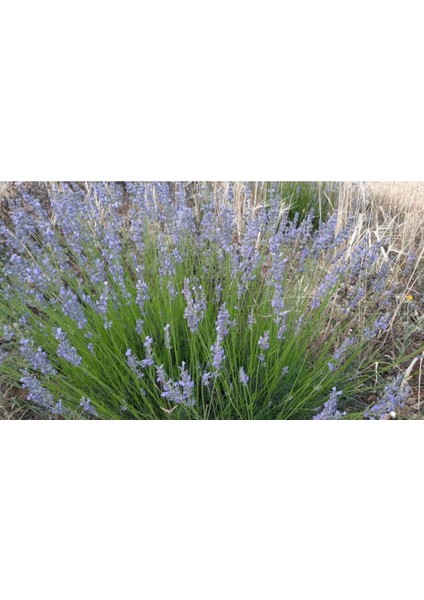Bahçe Tipi Lavanta Fidanı 3 Adet 15-25 cm Intermedia fiyatları