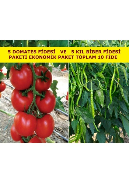 Domates Fidesi ve Kıl Biber Fidesi Karışık Paket 5 Domates 5 Kıl Biber Toplam 10 Fide Çitil Ekonomik fiyatları