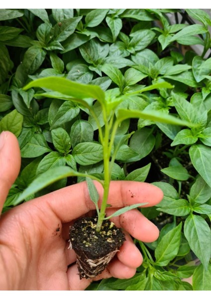 Cin Biber Fidesi 10 Adet