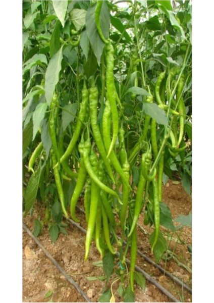 Tatlı Sivri Biber Fidesi 30 Adet