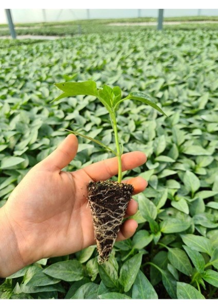 Çarliston Biber Fidesi (Kokteyl) F1 1. Kalite 10 Adet