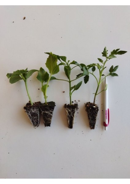 Sebze Fidesi Hobi Seti 50 Adet Bol Verimli fiyatları