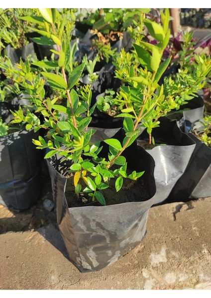 Tüplü Büyük Meyveli Özel Çeşit Brigitta Yaban Mersini Fidanı Bol Verimli fiyatları