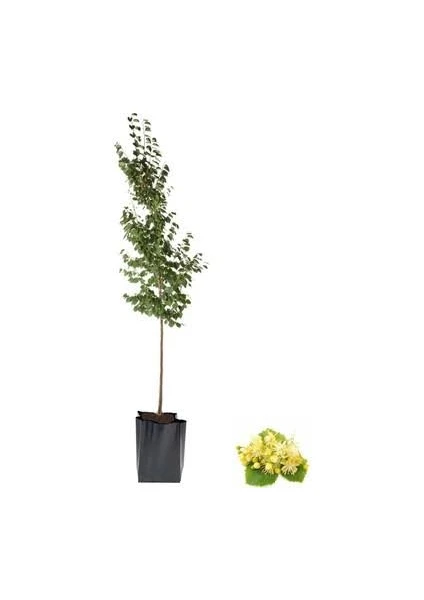 Serada Decor Plant Ihlamur Fidanı 2-3 Yaş Bol Verimlili (Soğuğa Dayanıklı)