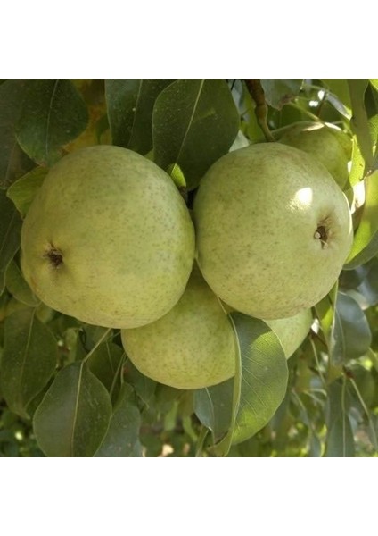 3 Yaş Aşılı Ankara Armut Fidanı 70 80 cm Bol Verimli Soğuğa Dayanıklı