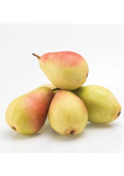 2-3 Yaş Aşılı Santa Armut Fidanı 80 cm Bol Verimli Soğuğa Dayanıklı