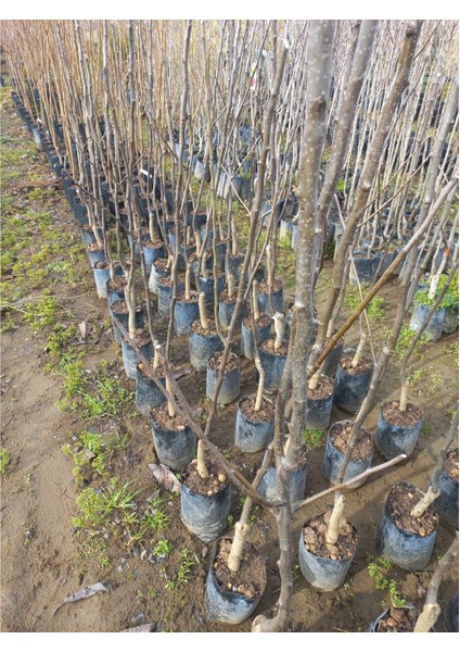 2-3 Yaş Aşılı Santa Armut Fidanı 80 cm Bol Verimli Soğuğa Dayanıklı fiyatları