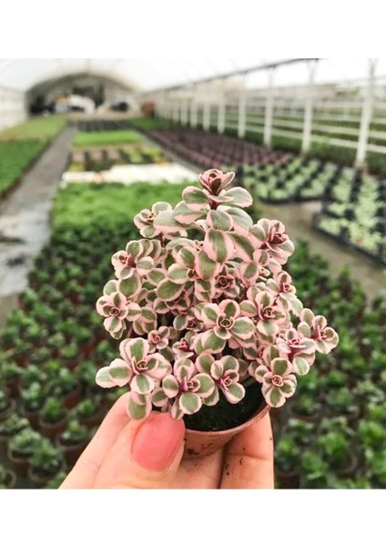 Sedum Tricolor 3 Renkli Sukulent 5.5 cm Saksıda