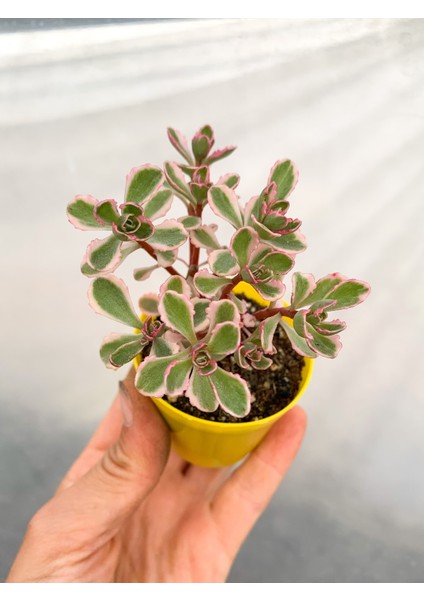 Sedum Tricolor 3 Renkli Sukulent 5.5 cm Saksıda