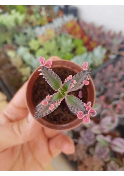 Pembe Aşkın Gözyaşı Çiçeği Sukulent