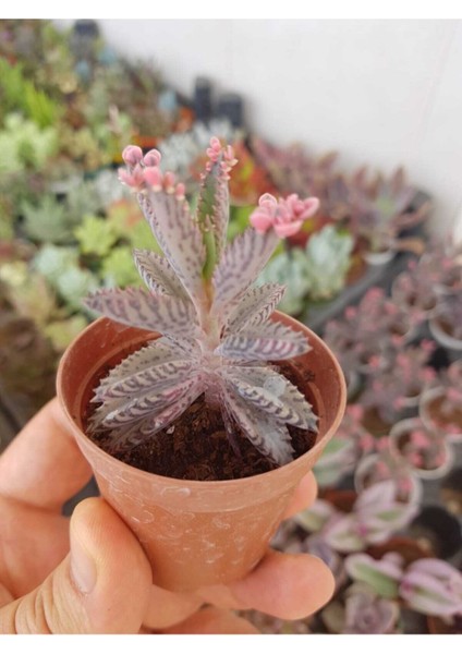 Pembe Aşkın Gözyaşı Çiçeği Sukulent modelleri