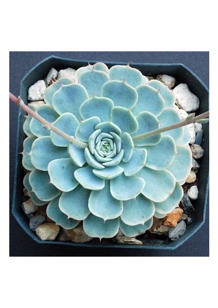 Dev Boy Xxl Echeveria Glauca (Aşkın Gözyaşı) Sukulent Bitki