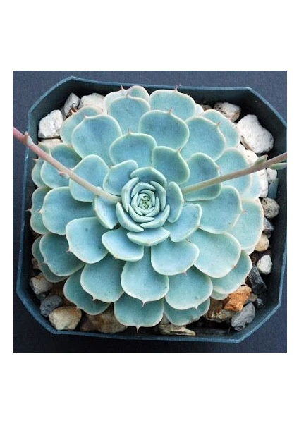 Serada Decor Plant Dev Boy Xxl Echeveria Glauca (Aşkın Gözyaşı) Sukulent Bitki