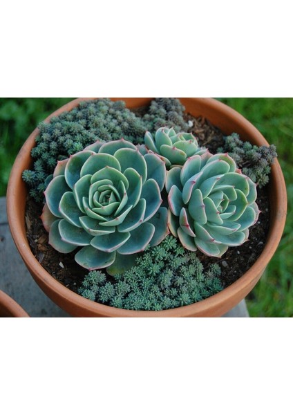 Dev Boy Xxl Echeveria Glauca (Aşkın Gözyaşı) Sukulent Bitki