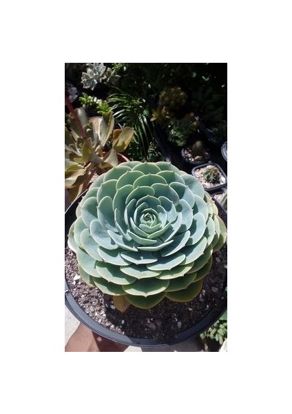 Dev Boy Xxl Echeveria Glauca (Aşkın Gözyaşı) Sukulent Bitki