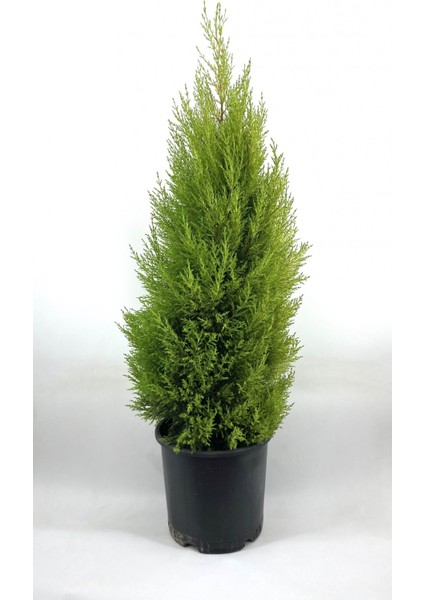 Limon Çamı Kokulu Limoni Selvi 50-70 cm
