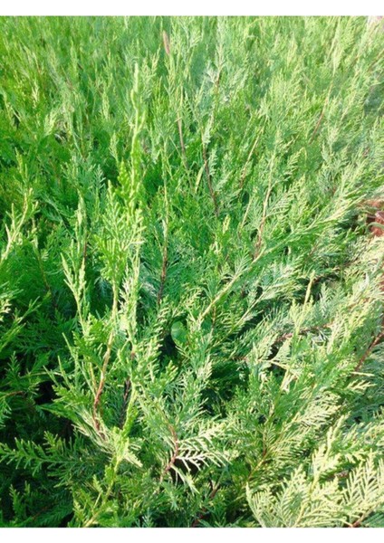 20 Adet Küçük Torbada Leylandi Fidanı (Çit Çamı) 15-25CM Soğuğa Dayanıklıdır. modelleri