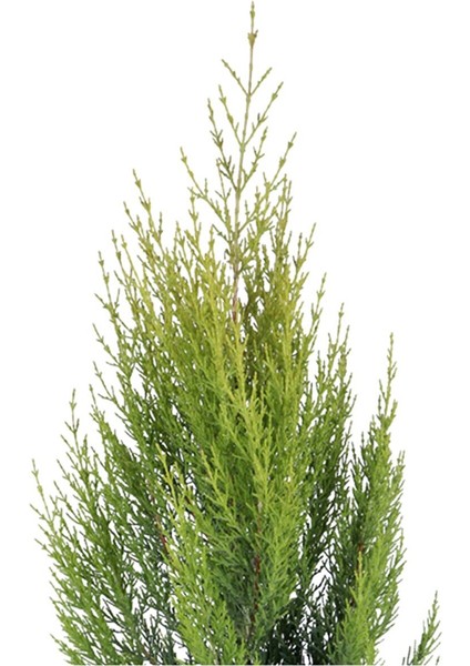 Limon Çamı Limoni Servi 60 70 cm (Çit ve Duvar Yapımına Uygun)