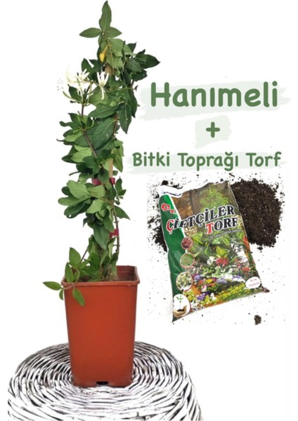 Hanımeli Çiçeği Kokulu Sarmaşık (Lonicera) Bitki Toprağı (Torf)