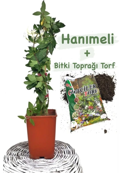 Serada Decor Plant Hanımeli Çiçeği Kokulu Sarmaşık (Lonicera) Bitki Toprağı (Torf)