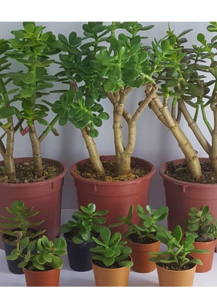 Crassula Ovata Sukulent Para Çiçeği Şans Bitkisi Mini Kaktüs Saksısında