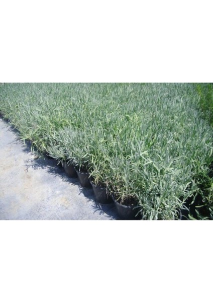 Saksılı Lavanta Fidanı 2 Adet 30-40 cm (Lavandula Intermedia)