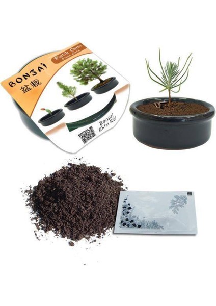 Bonsai Fıstık Çamı Ekim Kiti