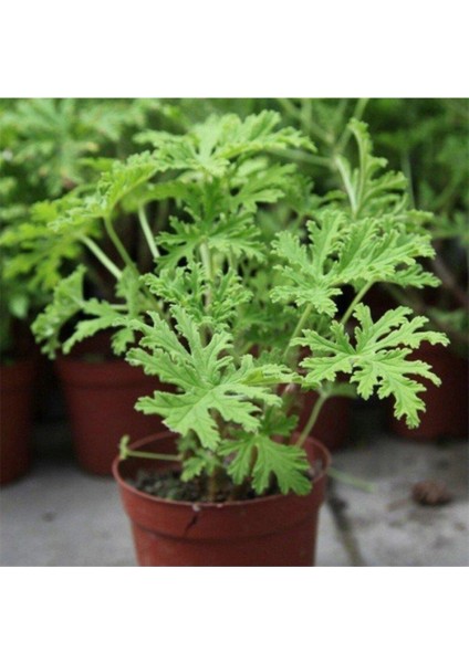 Saksılı Itır Fidanı Fidesi Gül Kokulu 10-20 cm