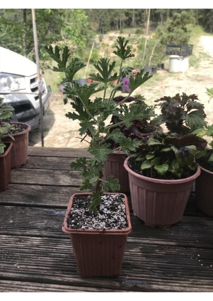 Saksılı Itır Fidanı Fidesi Gül Kokulu 10-20 cm fiyatları