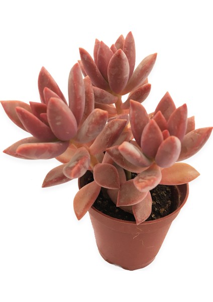 Graptoveria California Sunset Sukulent 5,5 cm Saksıda