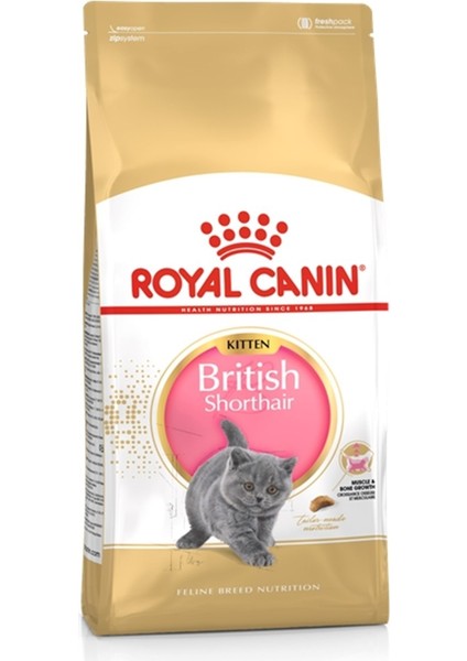 British Shorthair Kitten 2 kg