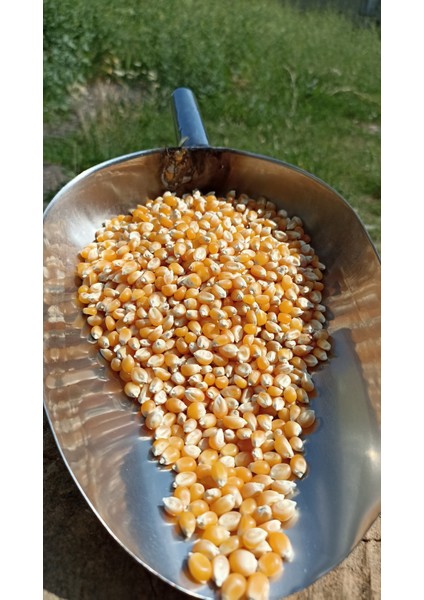 Cin Mısır Popcorn 1 kg