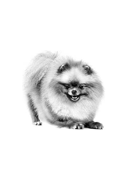 Pomeranian Yetişkin Köpek Maması 1.5 kg modelleri