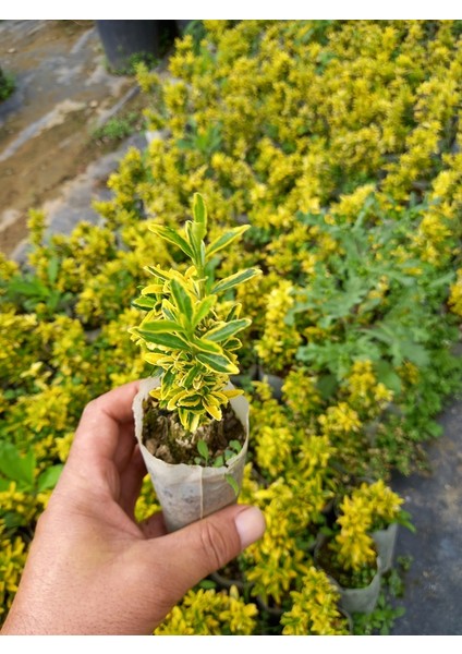 Lala Ahmet Botanik 40 Adet Sarı Çıtır Taflan, (Altuni) Küçük Tüp Torbalarda, Ortalama 10 Cm.