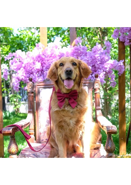 Köpek Gezdirme Kayışı - Bordo (2 Beden) fırsatları
