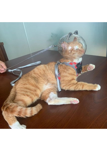 Pet Malzemeleri Için Şeffaf Hafif Kedi Ağız Kapağı Isıran Kedi Muzzles (Yurt Dışından) fırsatları