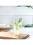 Easy Çift Cidarlı Bardak 450 ml Transparan 2